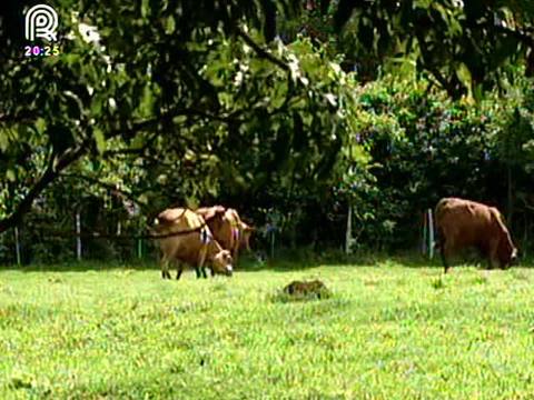 Por que o gado senepol produz carne mais rápido?