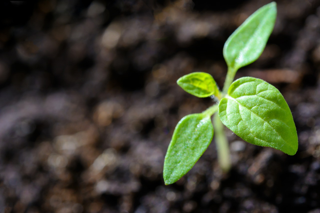 muda, plantinha, cultivo