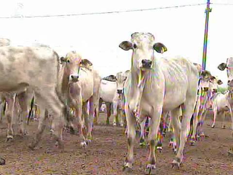 Cepea: preços do boi gordo se mantêm estáveis