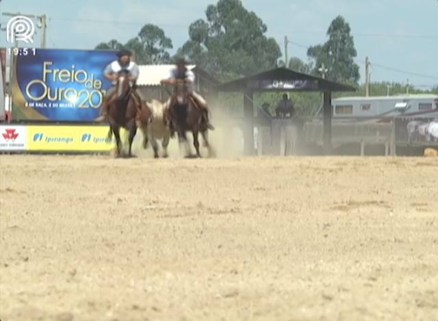 Cavalo crioulo: alto nível marca o Bocal de Ouro