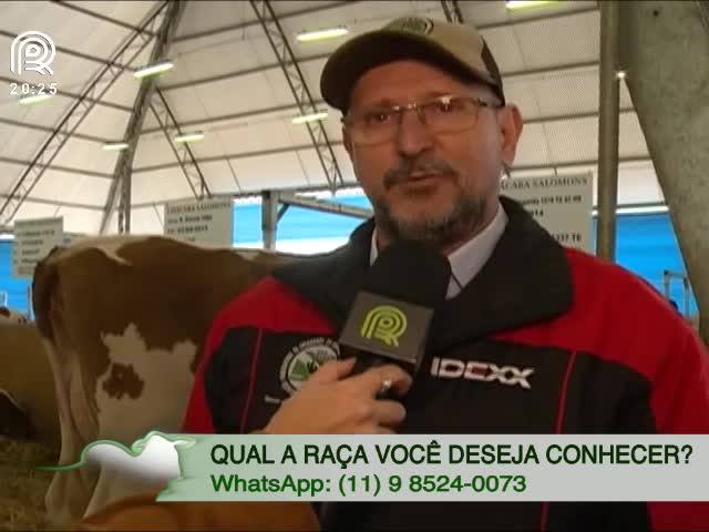 Você conhece o gado holandês branco e vermelho?