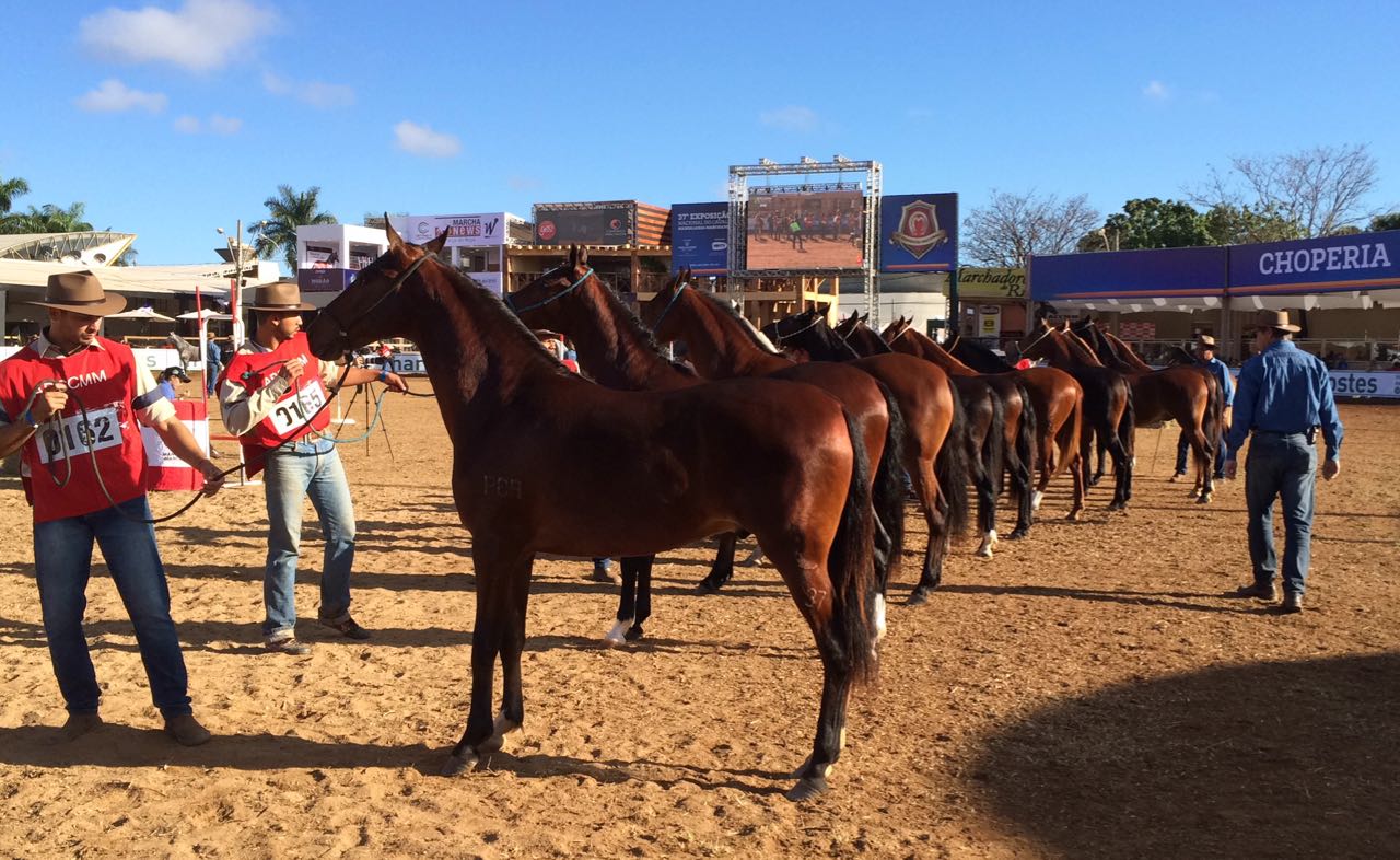 Foto: Sara Goldschmidt/ Canal Rural