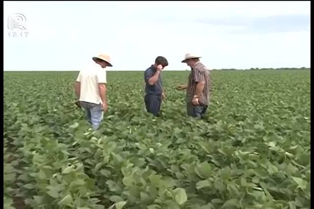 BA: produtor planeja negociar soja aos poucos