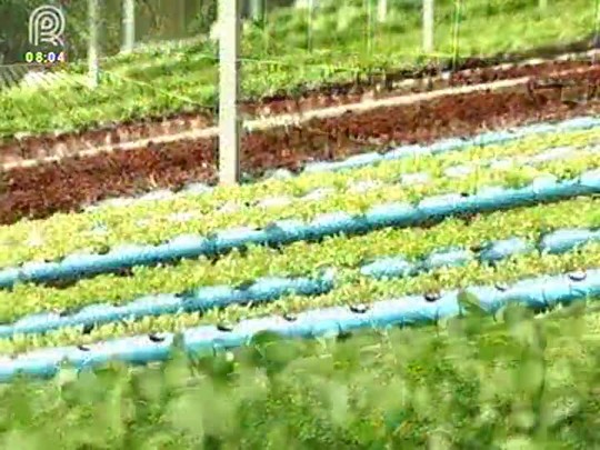 Conheça as funcionalidades do cultivo hidropônico