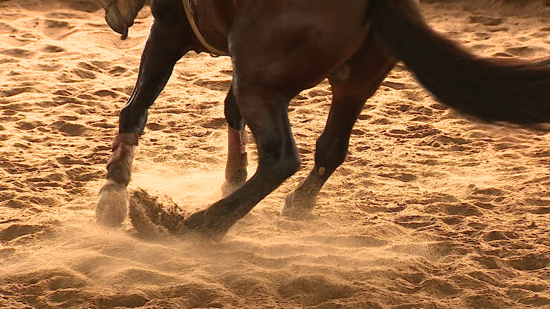 cavalo crioulo fazendo giro, freio de ouro