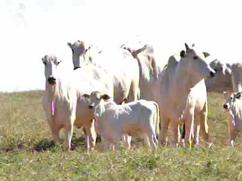 Produção de carne sobe 45% nos últimos 15 anos