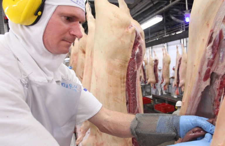 carne suína no frigorífico, inspeção, suínos, suíno