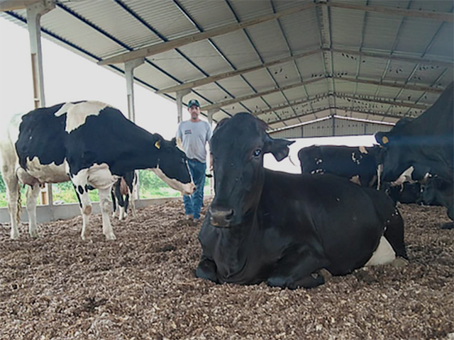 Composto barn usado para acomodar vacas