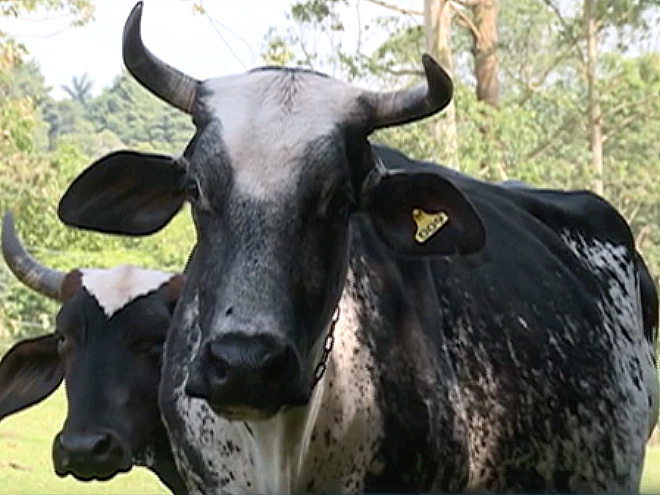 vaca de pecuarista que triplicou produçãp