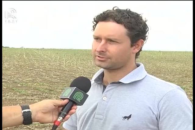 Clima e preço desanimam produtor de feijão em Mato Grosso