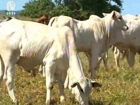 Pecuarista recupera área degradada e eleva renda