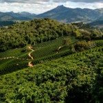 lavoura de café ao lado de área de mata nativa