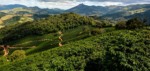 lavoura de café ao lado de área de mata nativa