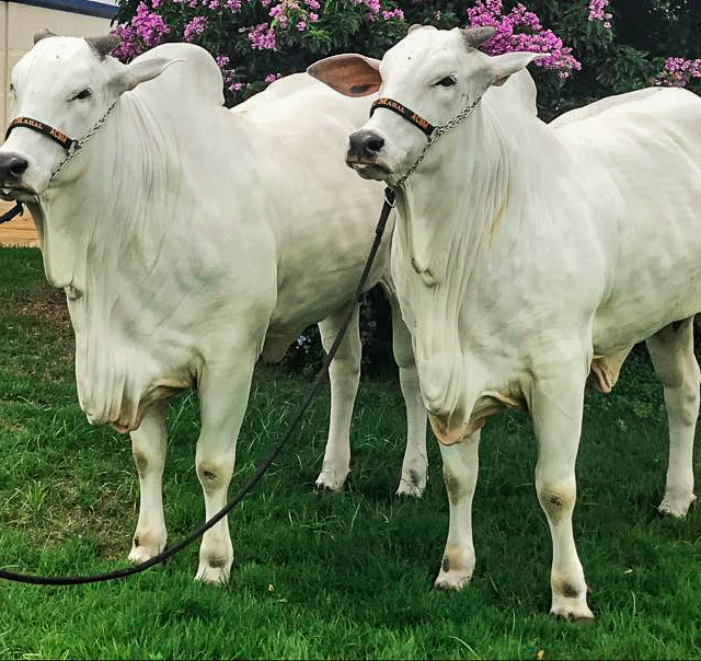 Foto: Alciole Castelo Branco
