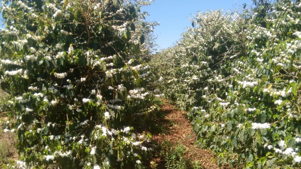 florada de café