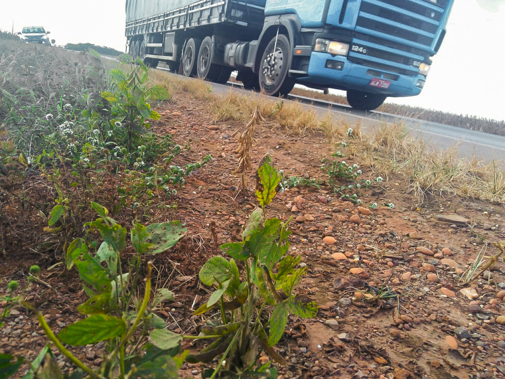 soja guaxa à beira de rodovia