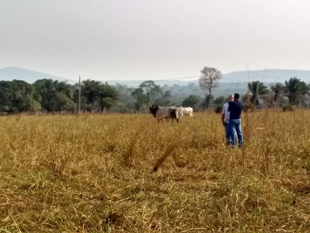 Pecuária integrada com lavoura de soja