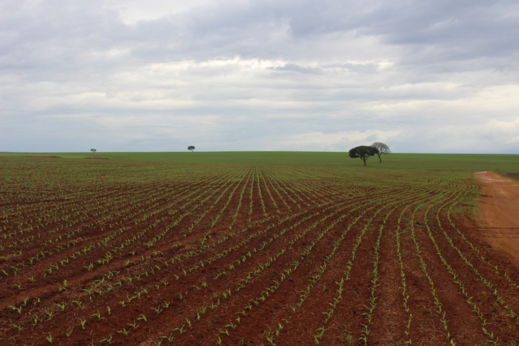 soja plantio perfeito