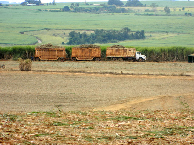 Foto: Neide Makiko/ Embrapa Informática Agropecuária