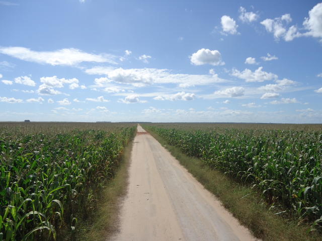 Foto: Clenio Araujo/ Embrapa Milho e Sorgo