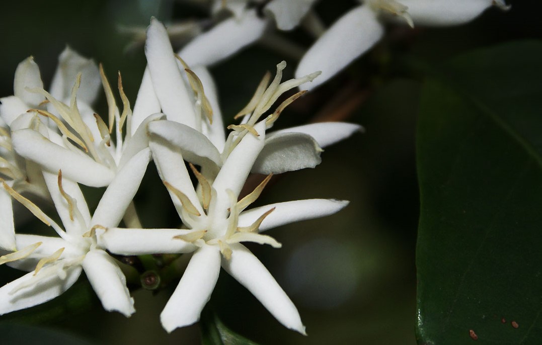 florada de café syngenta