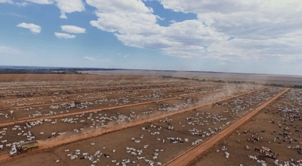 Confinamento em Mato Grosso