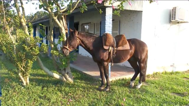 Conheça Infinito, um cavalo crioulo de 19 anos