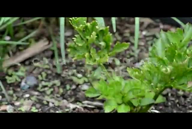 Como plantar tomates em 9 passos