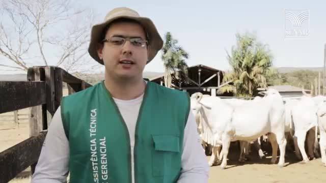 Como controlar berne, carrapato e mosca do chifre?