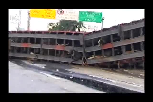 Vídeo: caminhão carregado de bois tomba em MG