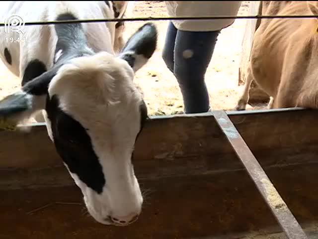 Produto menos nocivo promete acabar com carrapatos