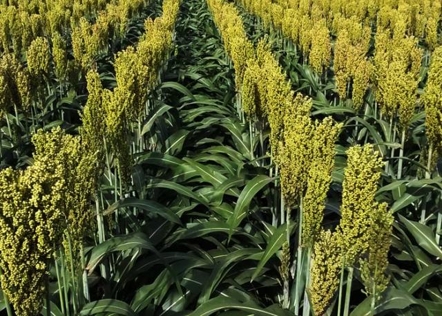 sorgo plantação lavoura