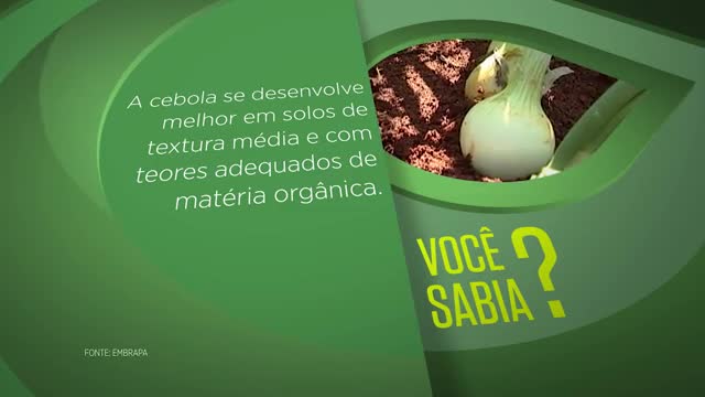 Blog minuto do sabor - como descascar cebola