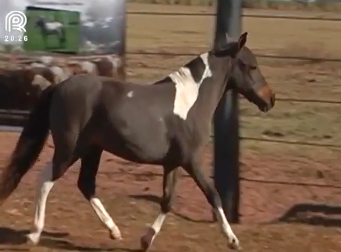 Conheça os destaques ofertados no leilão Mini Horse