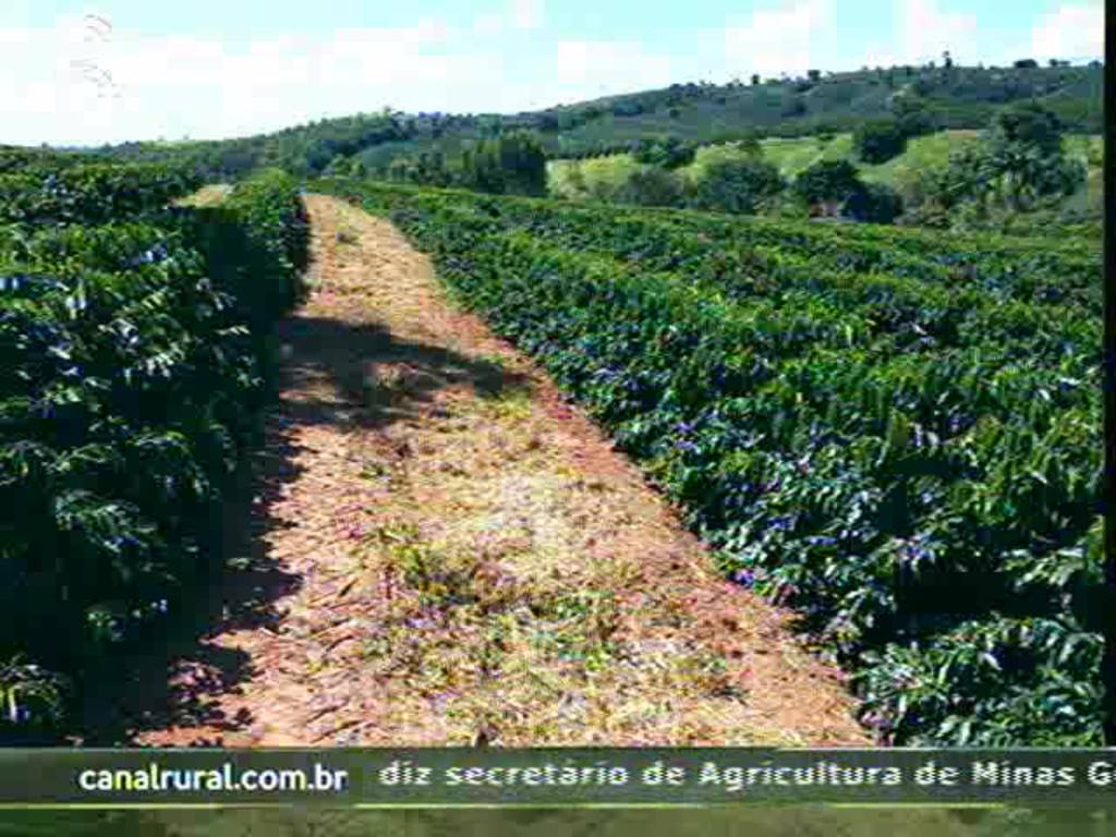 Sul mineiro tem cafezais em ótimas condições