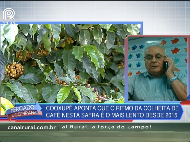 Cooxupé: colheita de café é a mais lenta desde 2015