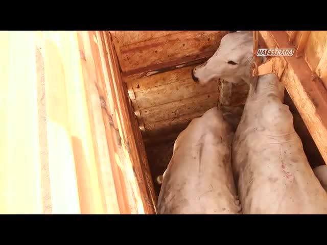 Os cuidados no transporte de animais vivos