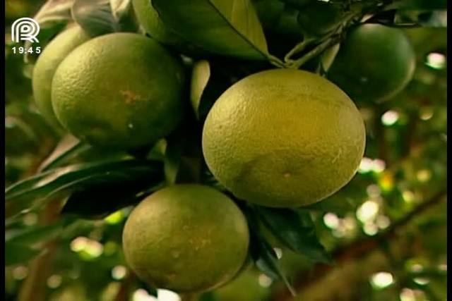 Cupuaçu: saiba como é feita a produção do fruto