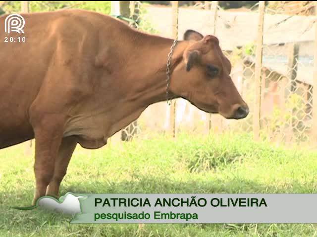 Como o país pode recuperar 15 milhões de hectares?