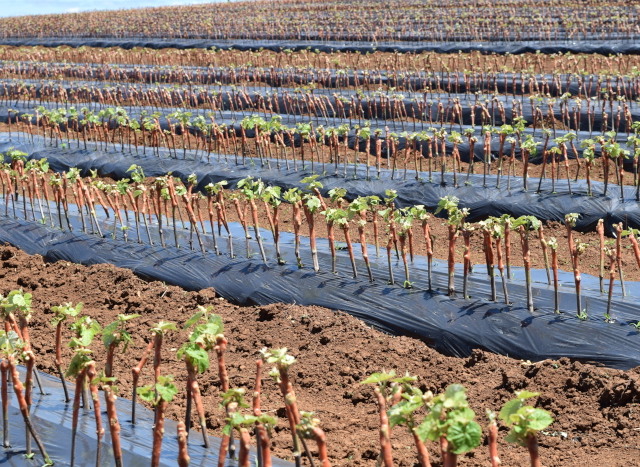 uvas embrapa