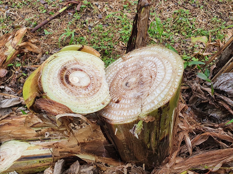 Pisang; perkebunan pisang; bakteri