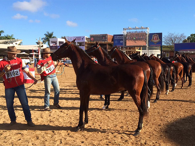 Cariocas se destacam por alto investimento no mangalarga marchador