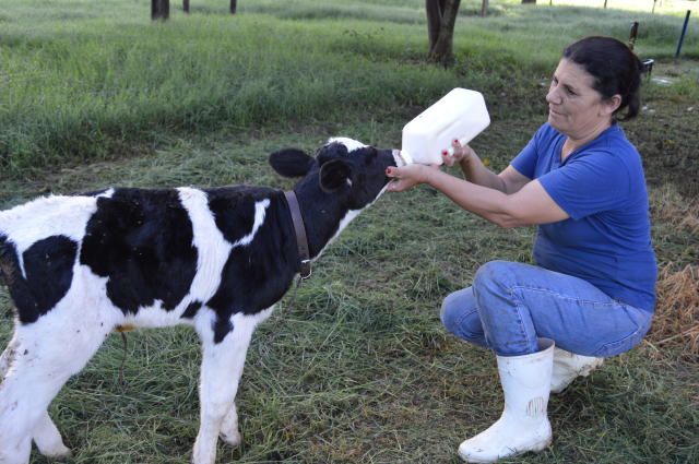 médico-veterinário