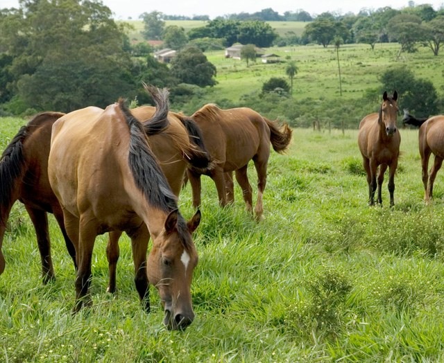Foto: Ministério da Agricultura