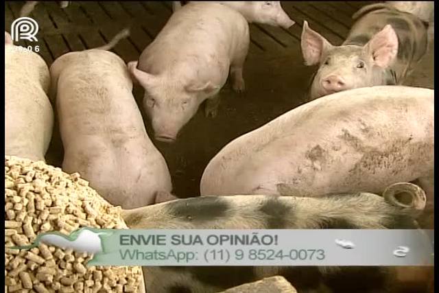 Suinocultura: produtores sofrem com atual cenário