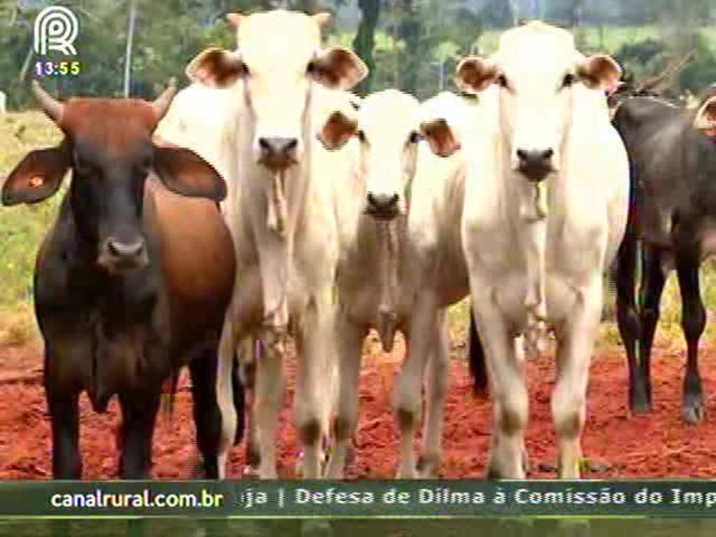 MT: alta nos custos diminui rebanho no confinamento