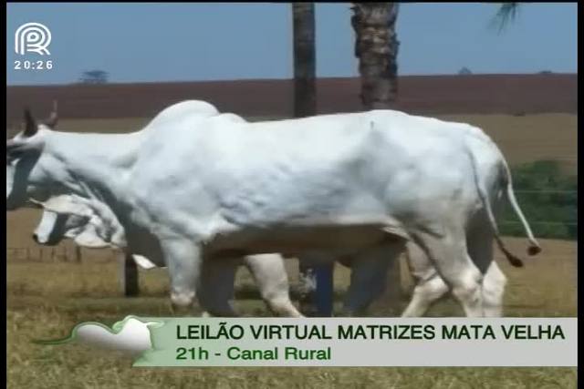 Canal Rural exibe leilão Matrizes Mata Velha