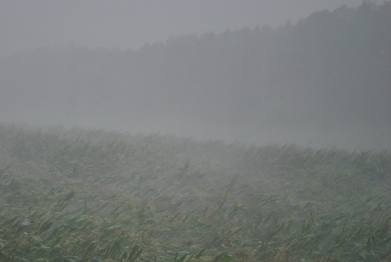 Chuva ventania tempo previsão soja clima
