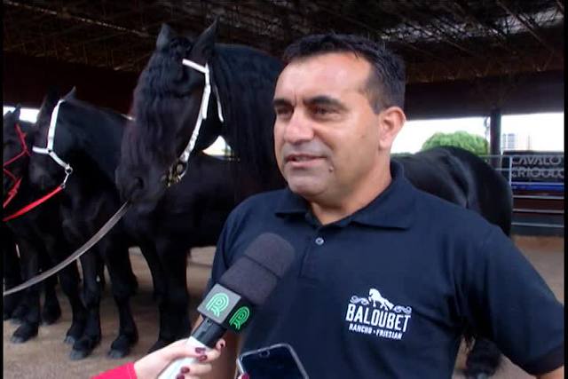 Conheça a raça de cavalo friesian