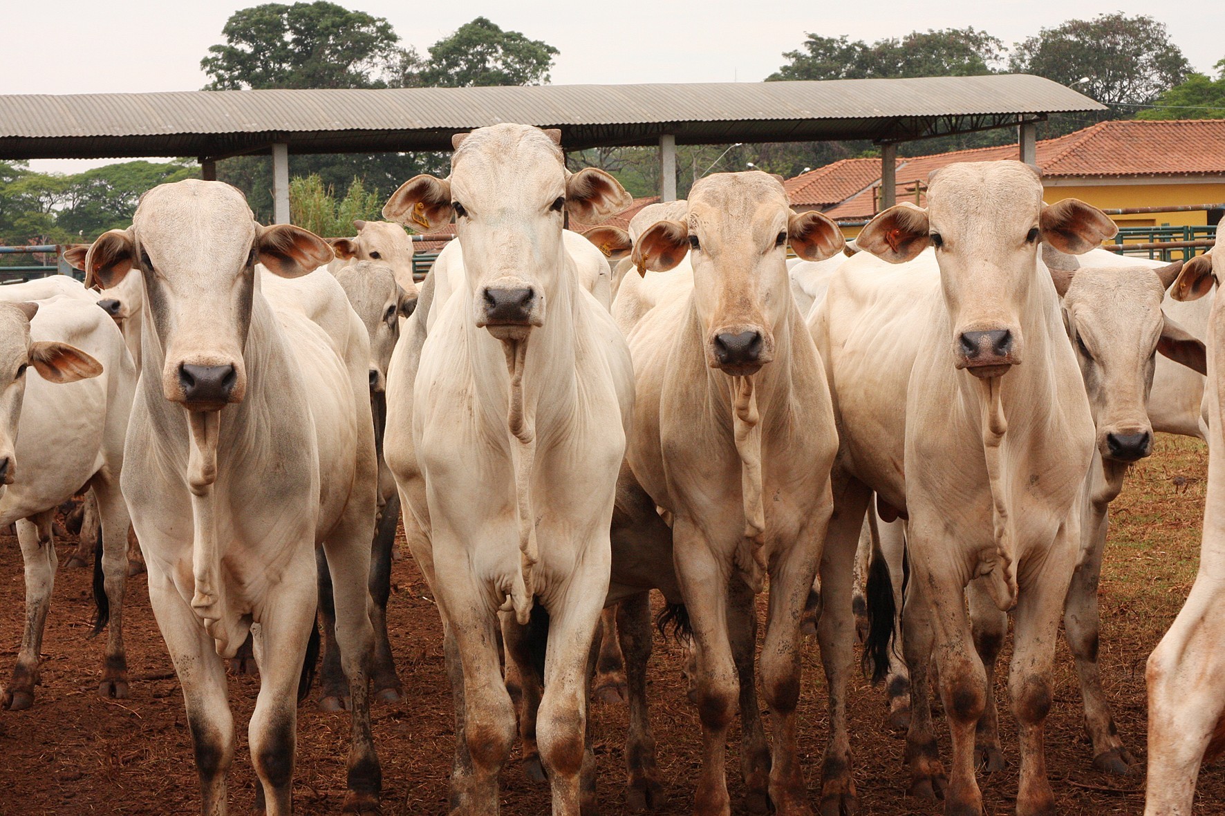 Preços do boi gordo: veja como o mercado pecuário encerrou a semana